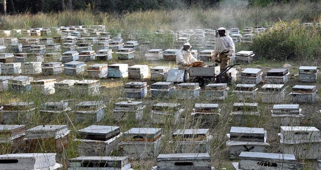 Ballı ihracattan tatlı gelir