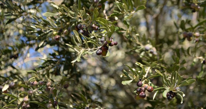 Zeytin altındır, zeytinyağı da altının suyudur