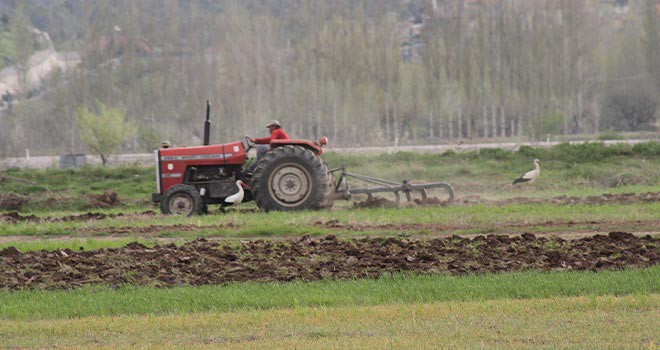 Leyleklerin solucan fare ve böcek avı