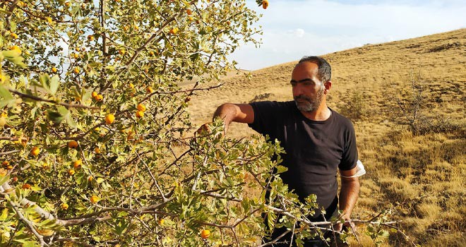 Yunak'ta alıç mesaisi