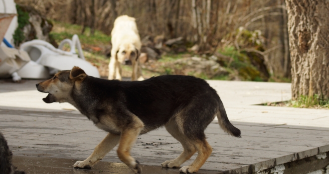 Sahipli kedi ve köpekler için kuduz aşısı kampanyası 