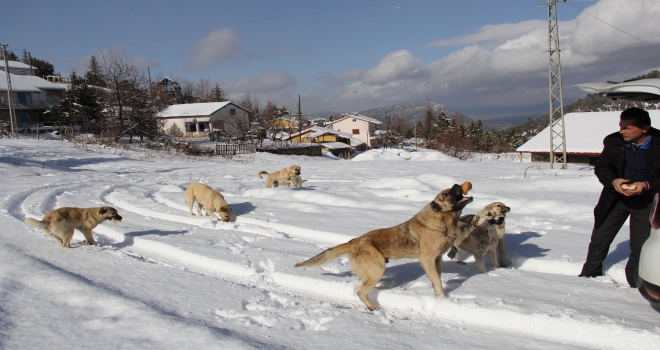 Gönüllü ekip yayladaki köpeklere yiyecek götürdü