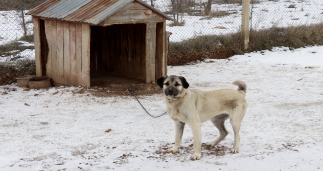 Kangal köpeklerinin yavrusunu yeme sebebi hormon eksikliği 