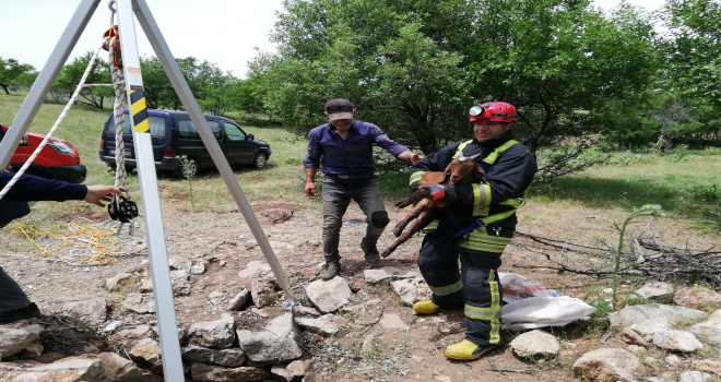 Kuyuya düşen oğlağı itfaiye ekipleri kurtardı