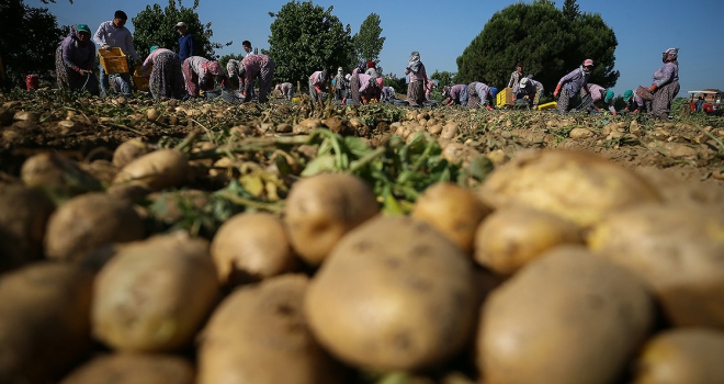 Tarım ve Orman Bakanı Pakdemirli: Türkiye patates üretiminde dünyada ilk 10da