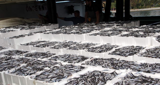 Karadeniz’de hamsi bolluğu 