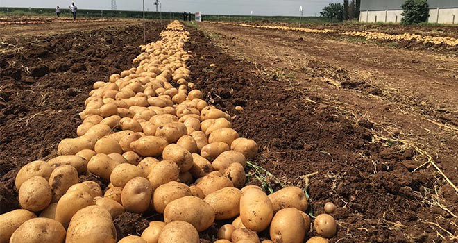 Pandemide patates ve soğan üretimi arttı