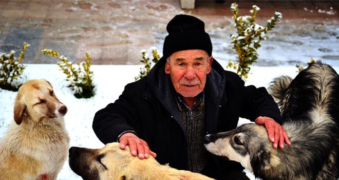 Sahipsiz köpeklere şefkatle bakıyor