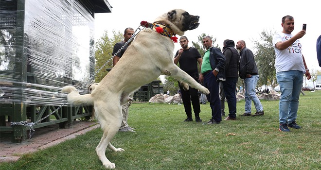 Konya'da çoban köpekleri yarıştı