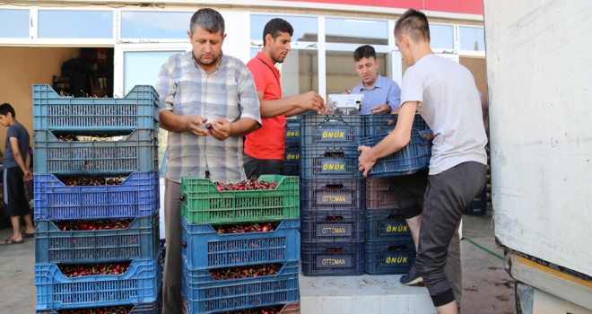 Geç hasat kirazı ihracata gidiyor