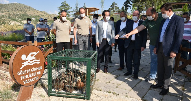 Sille Barajı göçmen kuşlara ev sahipliği yapıyor