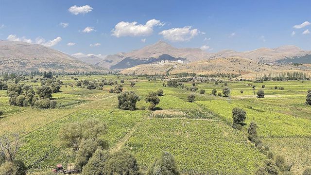 Türkiye'de üretilen tütünde 120 bin ton rekolte bekleniyor