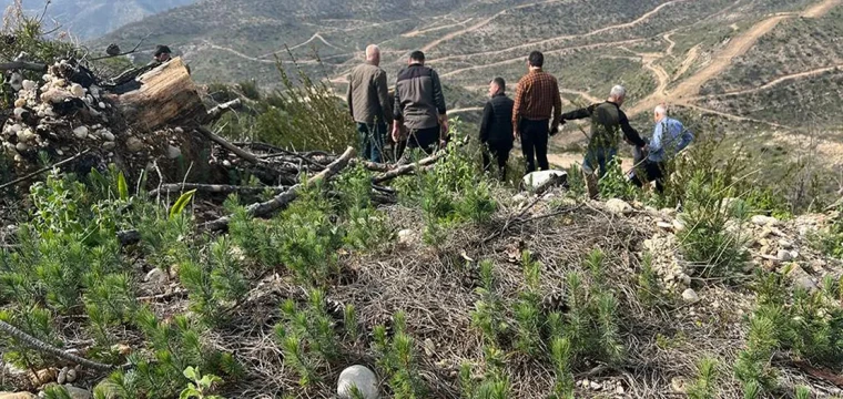 Yangın bölgesinde fidanlar büyümeye başladı