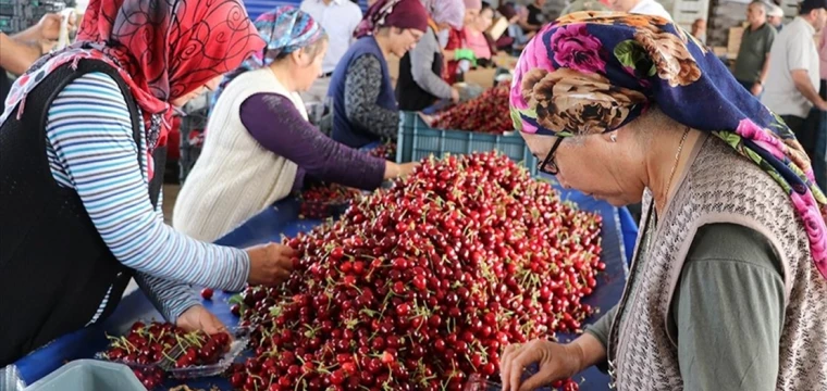 Yağışa dayanıklı "Napolyon kirazı" ihracatı