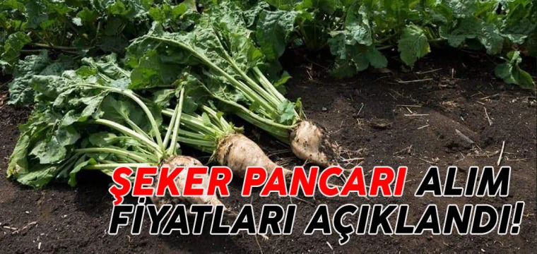 Çiftçiler bugünü bekliyordu: Şeker pancarı alım fiyatı belli oldu!