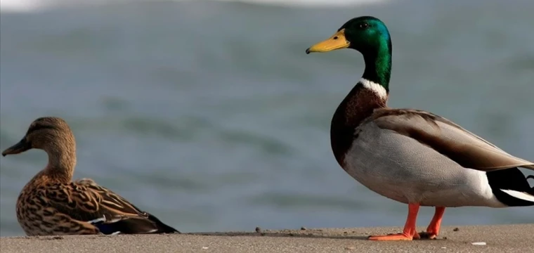 Kızılırmak Deltası Kuş Cenneti'ndeki yeşilbaş ördekler görüntülendi