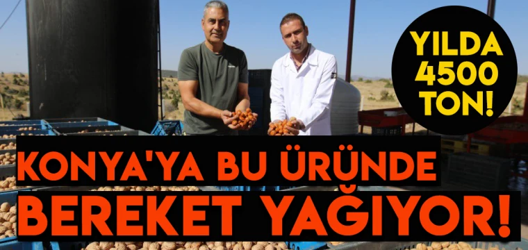 Konya'ya bu üründe bereket yağıyor! YILDA 4500 TON!