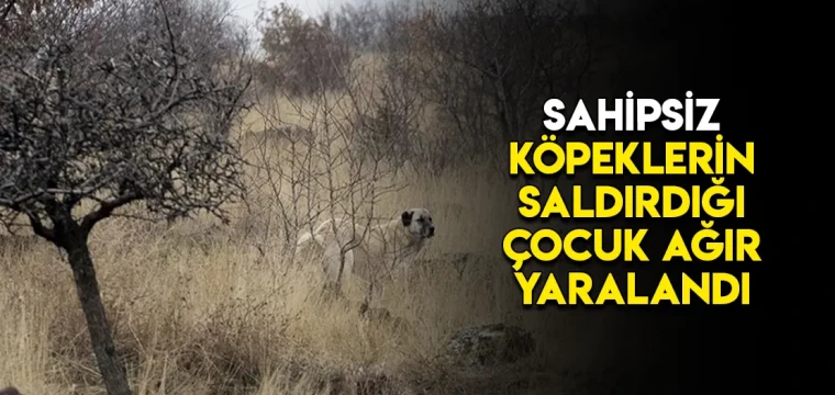 Sahipsiz köpeklerin saldırdığı çocuk ağır yaralandı