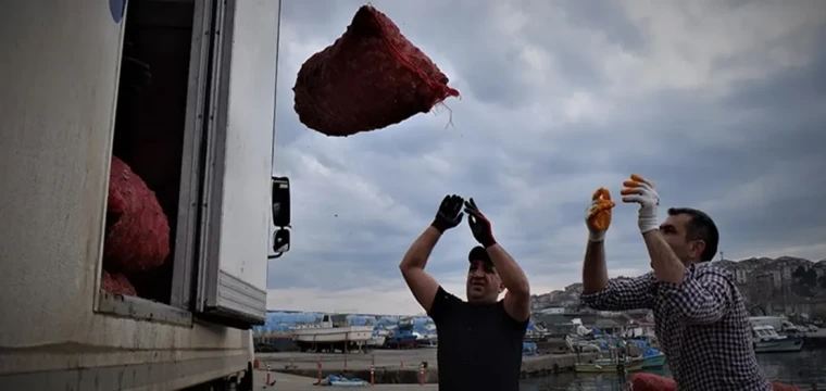 Türkiye'nin Deniz Salyangozu İhracatı Arttı