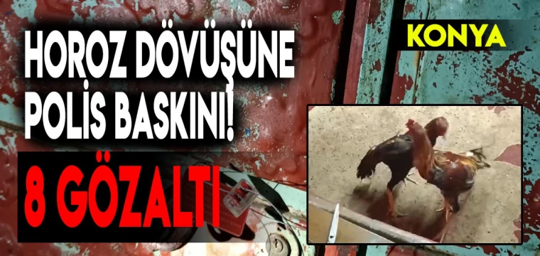 Horoz dövüşüne polis baskını! 8 gözaltı!