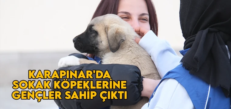 Karapınar'da sokak köpeklerine gençler sahip çıktı