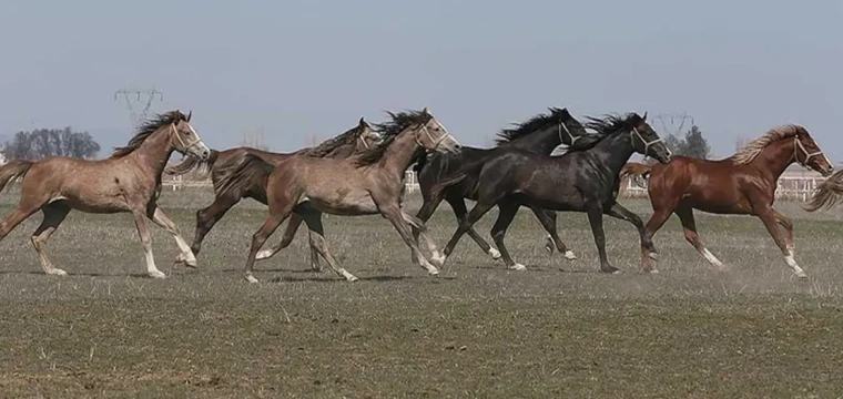 Arap tay satış tarihleri belirlendi