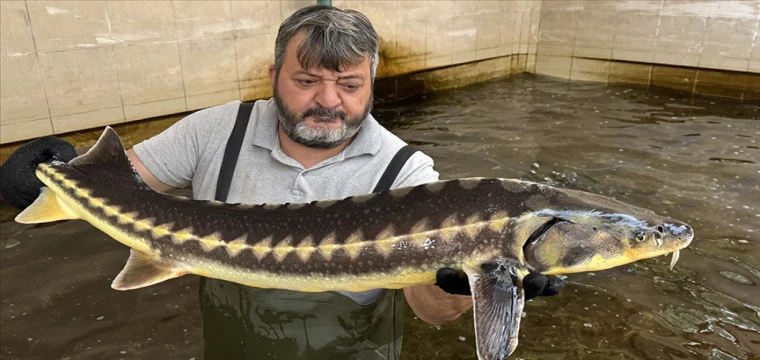 Bolu'daki su ürünleri istasyonunda ilk kez üretimi yapıldı