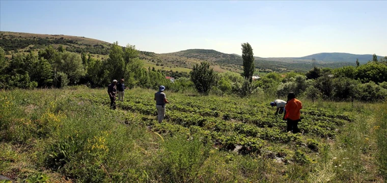 Hibe desteğiyle çilek üretimine başlayan çiftçi, talebe yetişmekte zorlanıyor