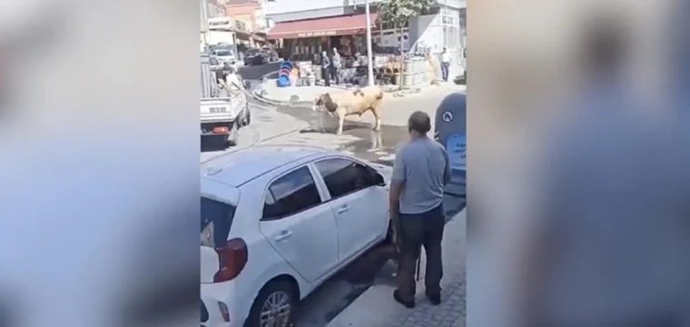 Kaçan boğa uyuşturucu iğneyle yakalandı