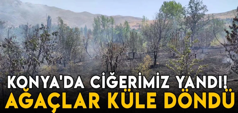 Konya'da ciğerimiz yandı! Ağaçlar küle döndü