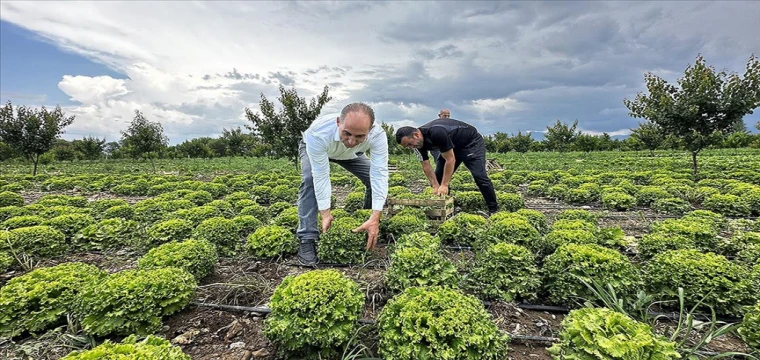 Teşvik ve desteklerle sebze yetiştiriciliği artıyor