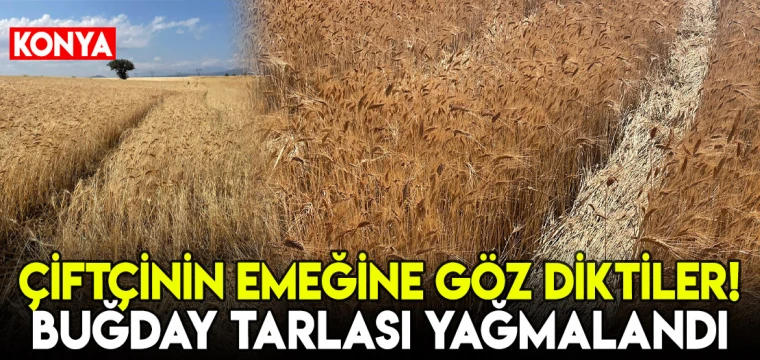 Çiftçinin emeği çalındı: Beyşehir'de buğday tarlası yağmalandı