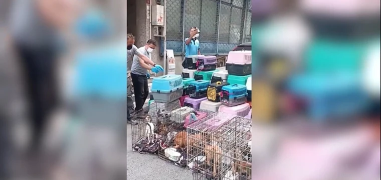 Dükkanda 85 kediyi alıkoyan kişiye para cezası kesildi