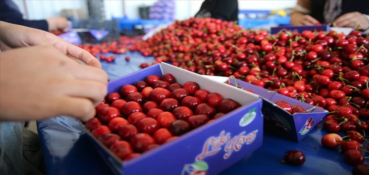 Haziranda üretici ve market arasındaki en fazla fiyat farkı kirazda görüldü