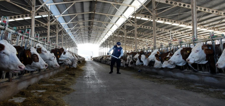 İnek sütü üretimi yükselişte