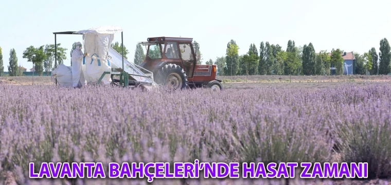 Karatay Lavanta Bahçeleri’nde hasat zamanı