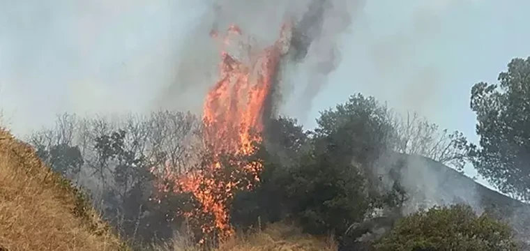 Manisa'da orman yangını