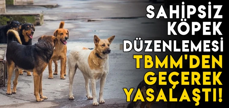 Sahipsiz köpek düzenlemesi TBMM'den geçerek yasalaştı!