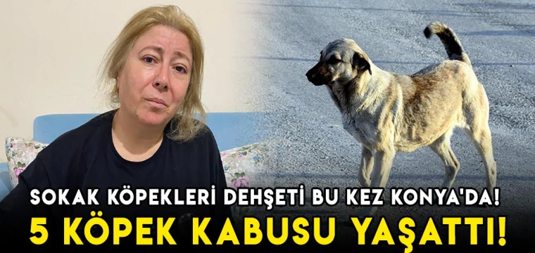 Sokak köpekleri dehşeti bu kez Konya'da! 5 köpek kabusu yaşattı!