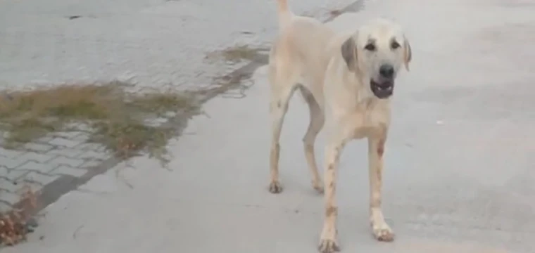 Spor yaparken başıboş köpeklerin saldırısında yaralandı