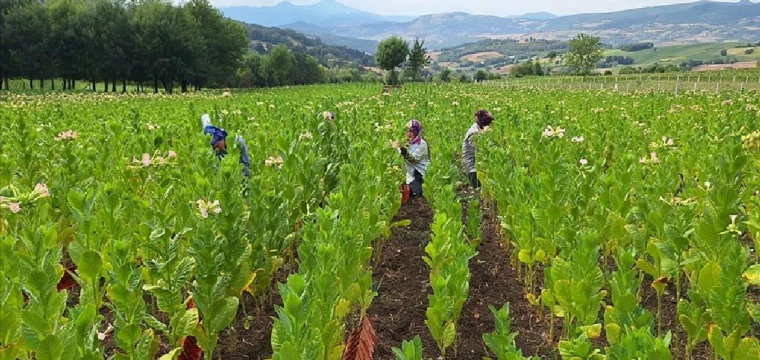 Tütün hasadı başladı