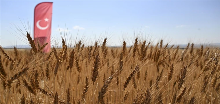 Yumaklı, yerli ve milli buğday çeşitlerinin hasadına katıldı