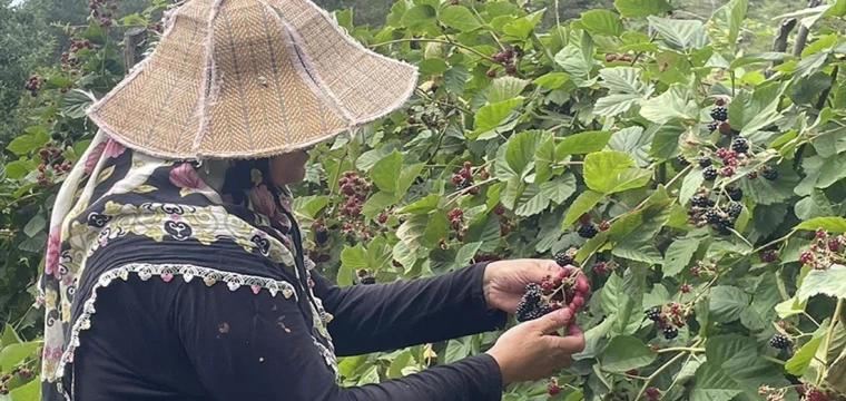 Ahududu ve böğürtlenler kadınların gelir kapısı oldu