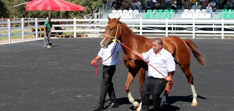 Arap Taylarıyla 20 Milyon Lira Gelir