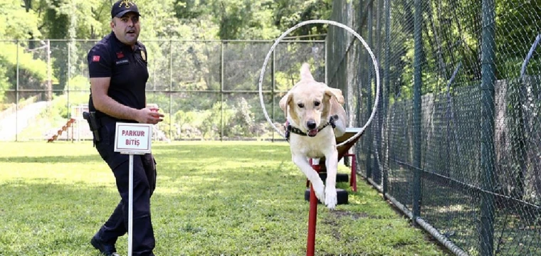 Dedektör köpekler göreve hazırlanıyor