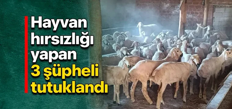 Hayvan hırsızlığı yapan 3 şüpheli tutuklandı