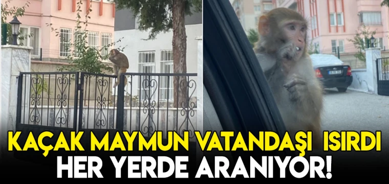 Kaçan maymun vatandaşı ısırdı! Her yerde aranıyor!