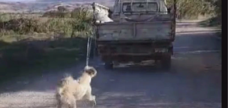 Köpeğini kamyonetin arkasına bağlayıp, sürükledi