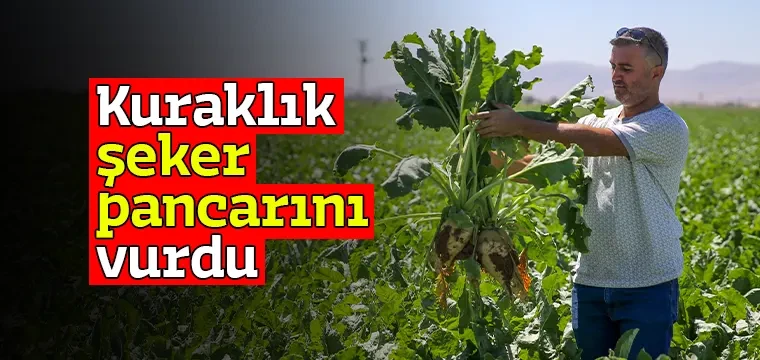 Kuraklık şeker pancarını vurdu