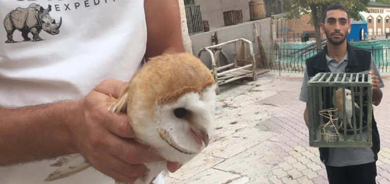 Paçalı Baykuş, Konya'da kurtarıldı